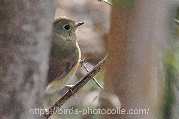 ルリビタキ♀　2026.02.17