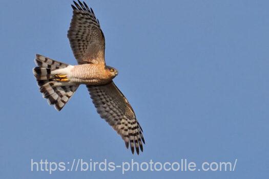 ハイタカ　2024.01.13