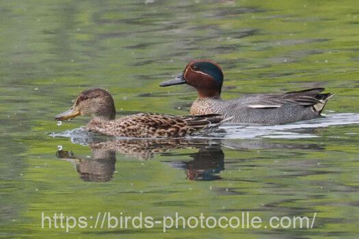 コガモ　2024.04.20