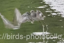 オジロトウネン　2025.09.20