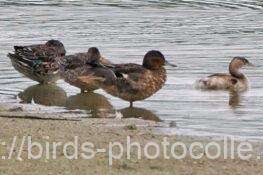 コガモ　2025.10.15