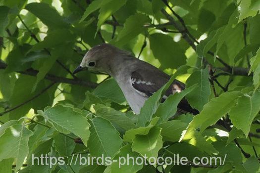 コムクドリ220425