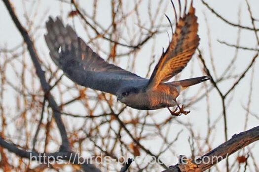 狩りは成功ハイタカ　2025.01.22