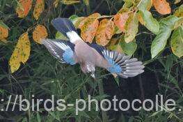 カケス　2025.10.03