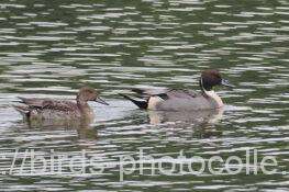 オナガガモ　2025.11.13