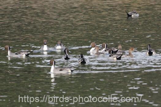オナガガモ　2024.01.22
