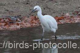 コサギ　2025.12.23