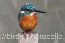 カワセミ　2025.12.04