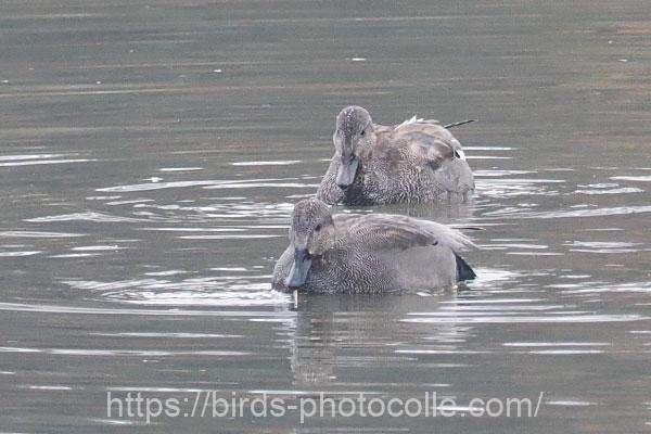 オカヨシガモ　2025.12.25