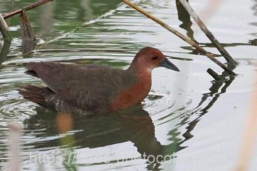 ヒクイナ　2023.08.08