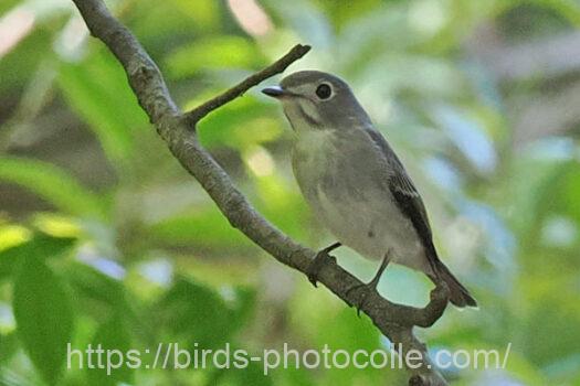 コサメビタキ　2024.09.23