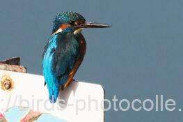 カワセミ　2025.10.30