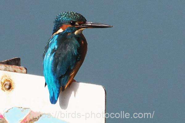 カワセミ　2025.10.30