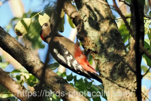 アカゲラ　2024.10.24