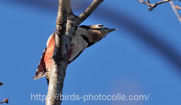 勅使池のアカゲラ191229-4