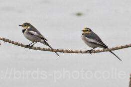 ハクセキレイ　2025.10.19