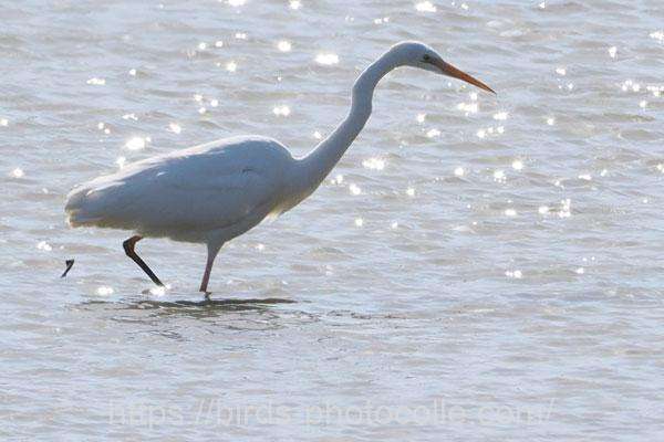 ダイサギ　2026.03.05