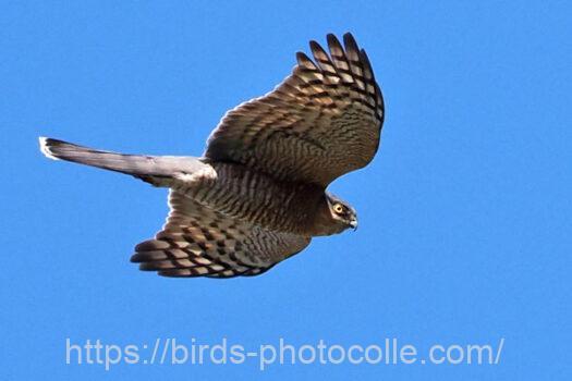 ハイタカ　2024.03.27