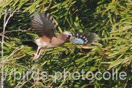 カケス　2025.12.11