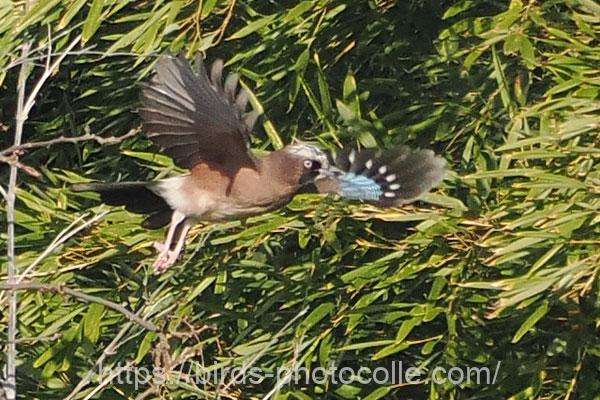 カケス 2025.12.11