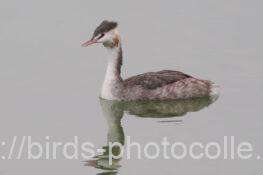 カンムリカイツブリ　2025.10.15