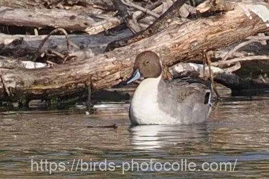 オナガガモ　2024.01.12