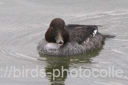 ホオジロガモ　2025.12.24