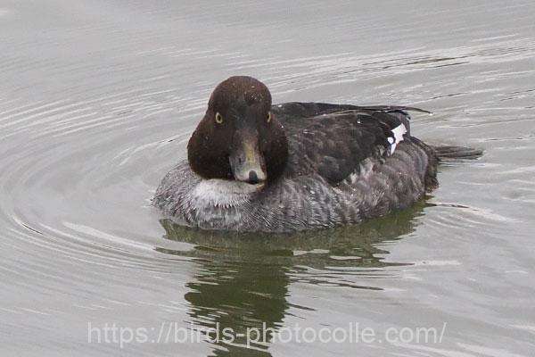 ホオジロガモ　2025.12.24