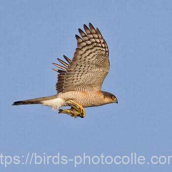 メジロを捕捉したハイタカ　2024.12.20