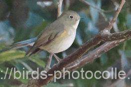 ルリビタキ♀　2026.02.10