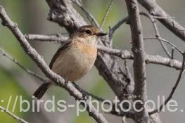 ノビタキ 2023.04.18