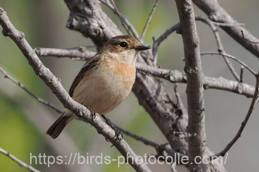 ノビタキ　2023.04.18