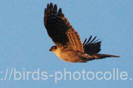 ハイタカ　2025.12.27