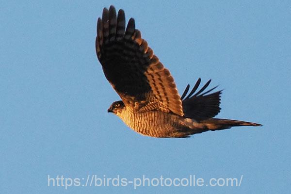 ハイタカ　2025.12.27