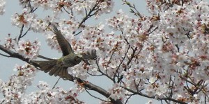 勅使池の桜