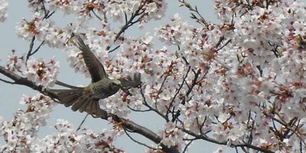 勅使池の桜