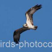 ミサゴ　2025.12.27