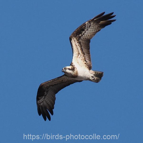 ミサゴ　2025.12.27