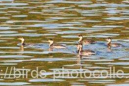 ハジロカイツブリ6羽　2025.11.20