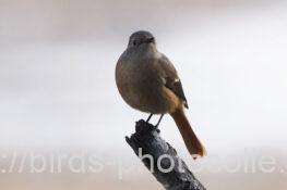 ジョウビタキ　2025.11.14