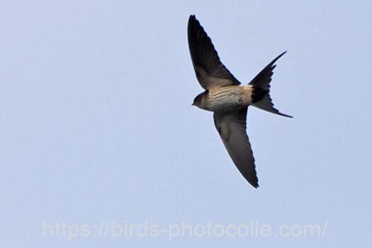 コシアカツバメ　2024.05.09