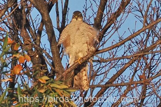 ハイタカ　2023.12.23