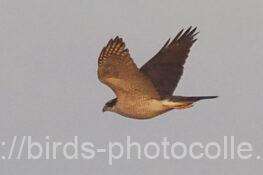 オオタカ成鳥　2025.12.17