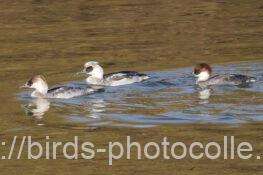 ミコアイサ　2025.12.11