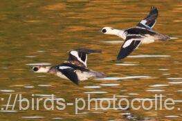 ミコアイサ　2025.12.13