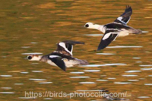 ミコアイサ 2025.12.13