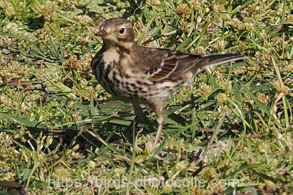 タヒバリ　2025.11.07