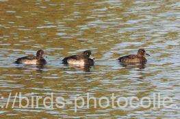 キンクロハジロ　2025.11.22