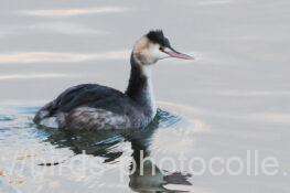 カンムリカイツブリ　2026.01.29