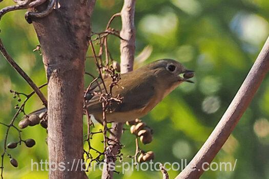 ルリビタキ221227-1